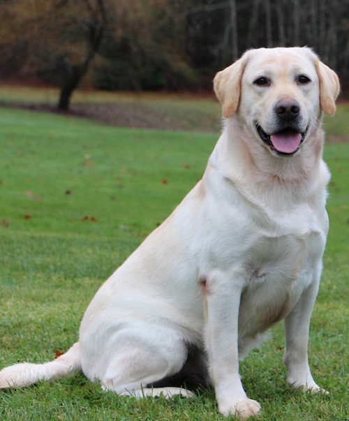 Puddleduck Retrievers | Morrill, Maine | Labrador Retrievers